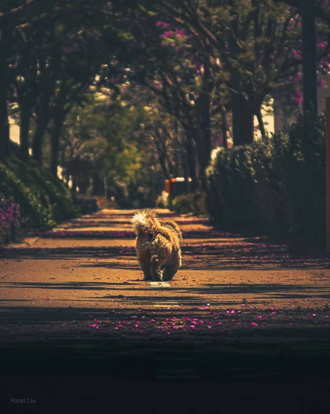 A vertical shot of the brown Chow Chow dog walking in the park.