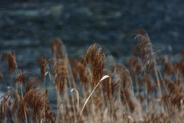 A selective of reeds in a field