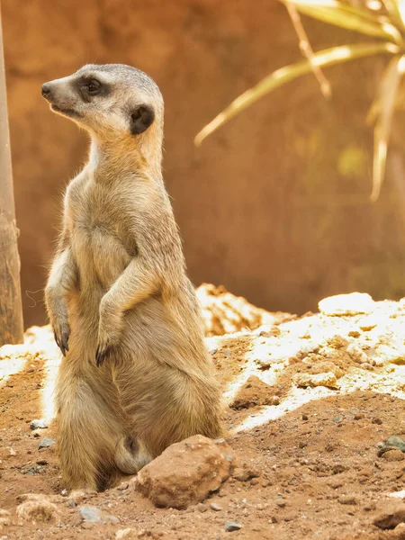 A vertical shot of a cute meerkat looking away