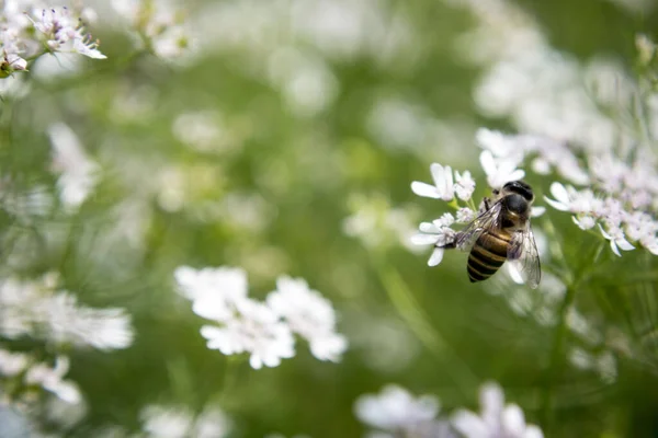 Bee Collecting Nectar Flower Coriander Scientific Name Coriander Coriandrum Sativum — Stock Photo, Image
