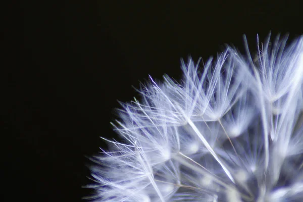 Een Macro Shot Van Een Paardebloem Zwarte Achtergrond — Stockfoto