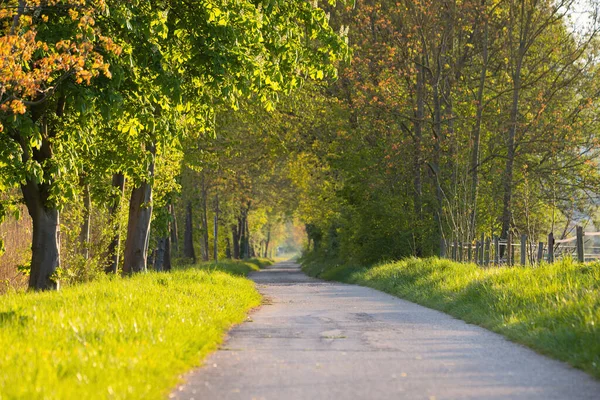 Path way through the alley, trees in the sunlight, footpath through nature, spring and summer season, idyllic lane
