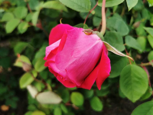 Detailní Záběr Rozkvetlé Tmavě Růžové Růže — Stock fotografie