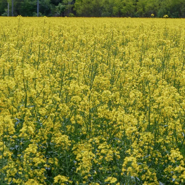 Blooming Plantation Blooming Bright Yellow Emilia Romagna Italy — Stock Photo, Image