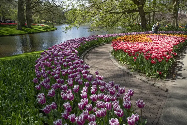 Beautiful View Colorful Tulips Keukenhof Park Netherlands — Stock Photo, Image