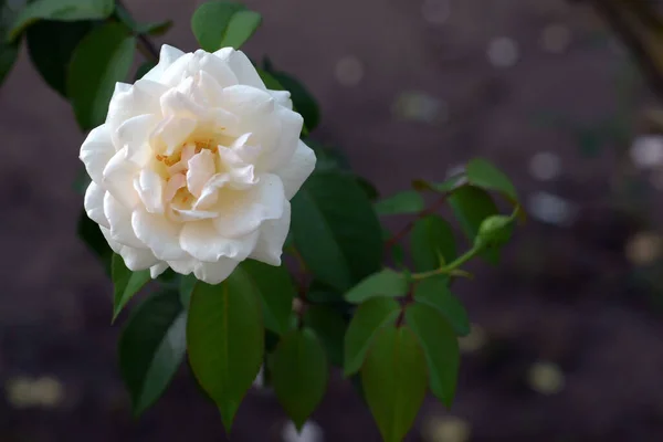 Closeup Shot White Rose Flower Green Leaves Blurred Background — Stock fotografie