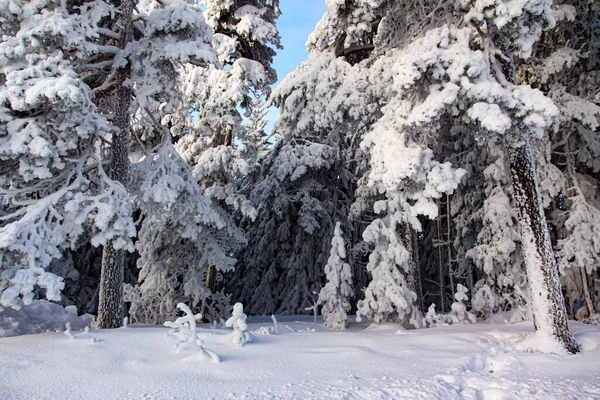 Winter Landscape Trees Forest Covered Snow Sunny Day — Stock Fotó