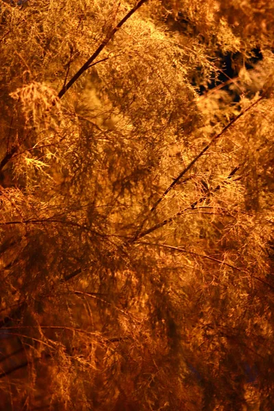 Sonbaharda portakal yapraklı ağaç dallarının dikey görüntüsü