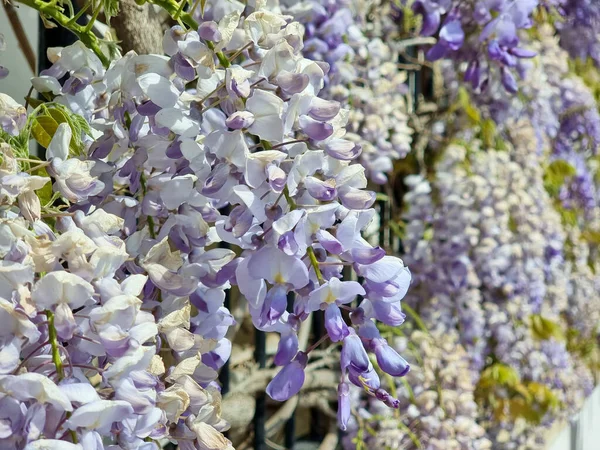 Close up shot of Wisteria