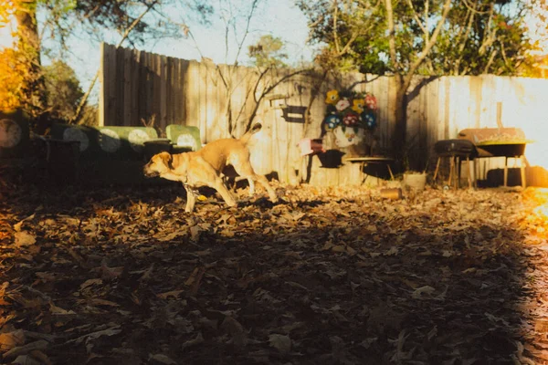 A view of brown dog running on fallen leaves ground near wooden fences