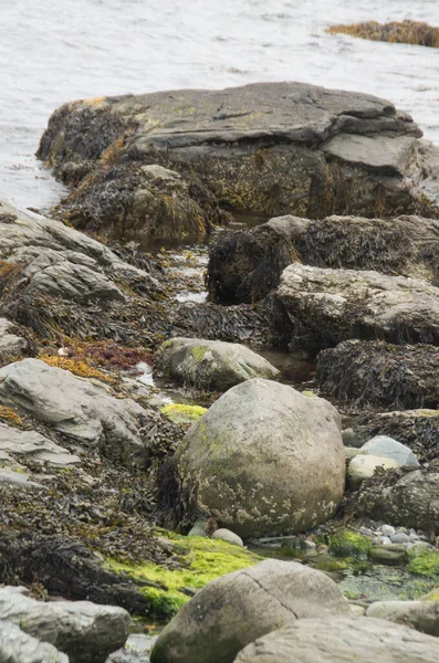 A vertical shot of rocks covered with seagrass and moss in Rhode Island, USA