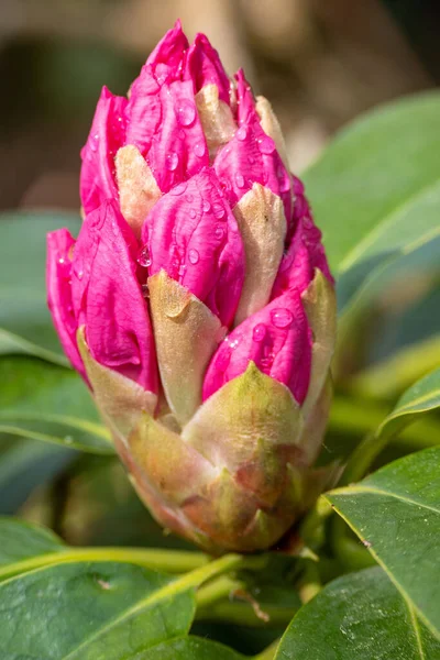Close Van Rododendron Bloemen Zon — Stockfoto