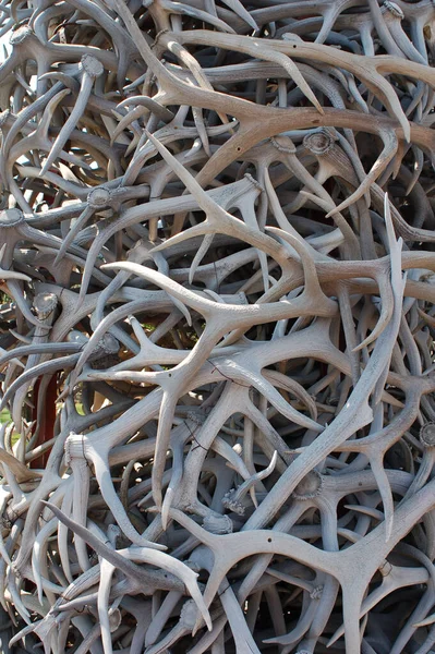 Antler Piles Using Medicine Healing Hormonal Nervous Skeletal Systems — Stock Photo, Image