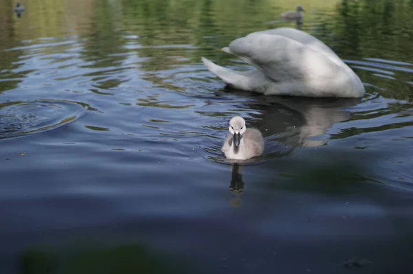 Closeup Shot Mute Swan Swimming Blue Lake Water Sunny Day — Foto Stock