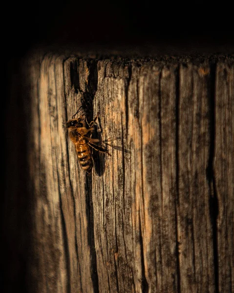 A vertical shot of a wooden plank under sunlight with a large bee insect sitting on it