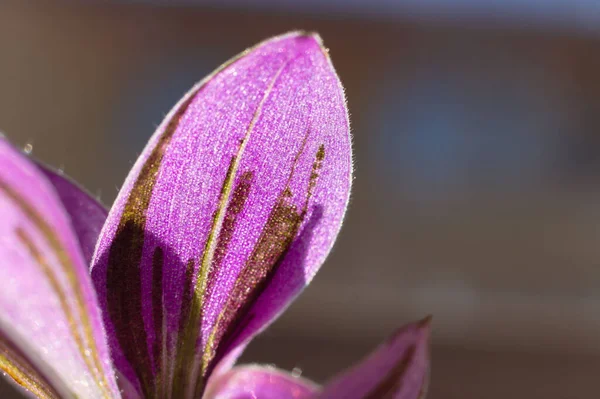 Zbliżenie Purpurowych Płatków Kwiatów Ciemnobrązowymi Paskami Płytkie Skupienie — Zdjęcie stockowe