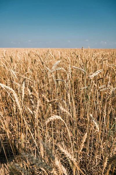 Olgun buğday, buğday tarlası hasat edilmeye hazır dünya açlığı, tahıl açığı, altın buğday tarlası, Ukrayna krizi, kuraklığa dayanıklı buğday