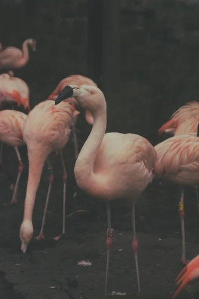 Vertical Shot Flock Flamingos Field Blurred Background — Stock Photo, Image
