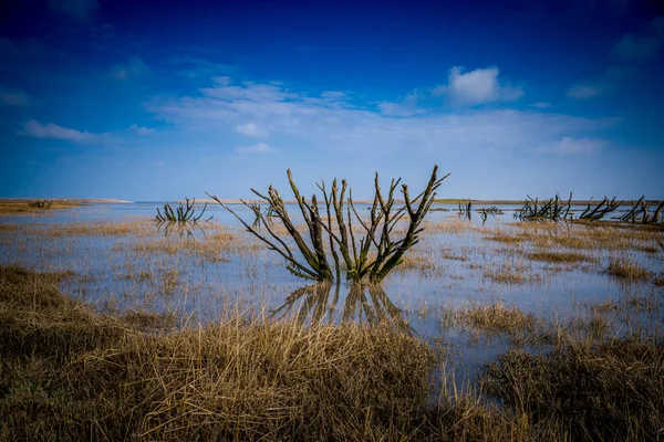 The refections of dead trees at Someret Salt Marsh