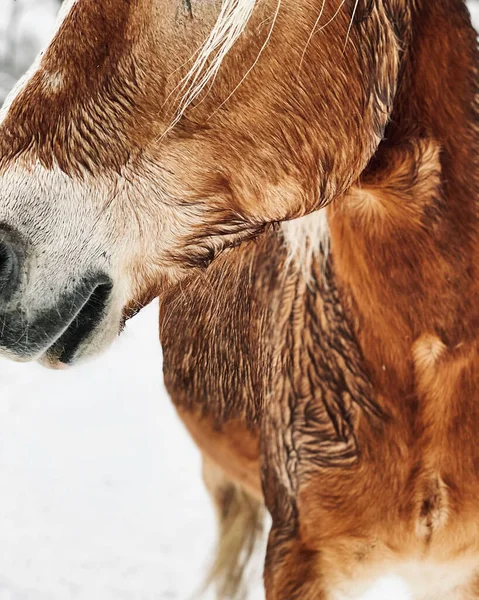 A closeup portrait of a Halflinger horse in winter