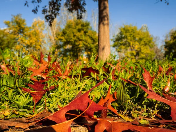 Closeup Shot Red Leaves Ground Foreground — Stock Photo, Image