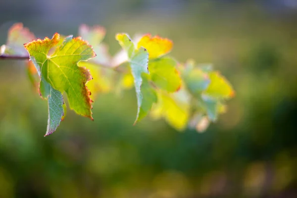 Closeup Grape Leaves Blurred Background — Stock Photo, Image
