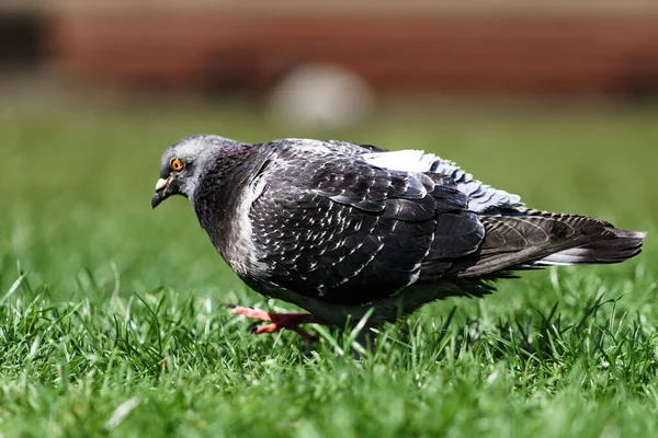 Selective Focus Shot Pigeon Grass Sheffield City Centre United Kingdom — Stock Photo, Image