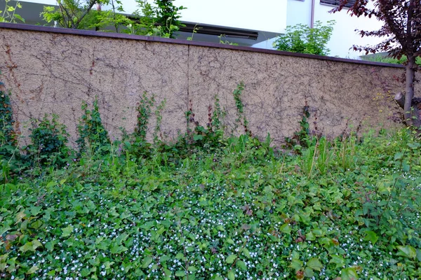 A closeup shot of blooming bush in background of wall
