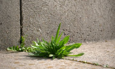 green grass growing on stones corner