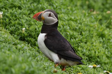 A closeup of Atlantic puffin bird on a green grass