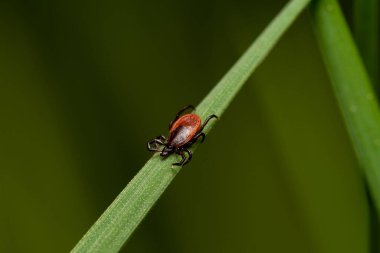 Bulanık arkaplanda yeşil yaprağın üzerinde kırmızı bir kartın yakın plan çekimi.