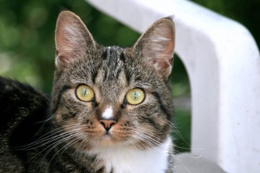 A portrait of a brown, tabby cat with a blurred background