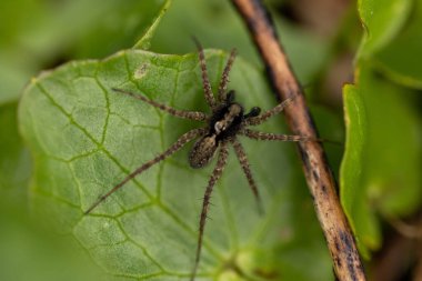 Bahçedeki bir yaprağın üzerindeki örümceğin yakın çekimi.