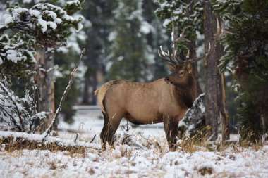 A closeup shot of a brown rocky mountain elk standing in the middle of green trees covered with snow in daylight in Yellowstone National Park, Wyoming