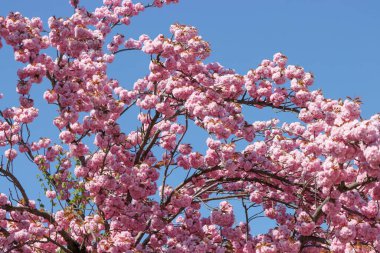 Almanya, Bavyera 'da güneşli bir günde bir ağacın dallarında açan pembe kiraz çiçeklerinin yakın çekimi
