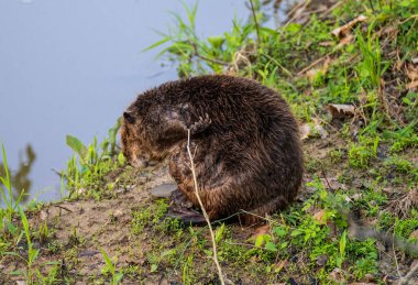 Yaygın bir kunduz, çimenli ve bulanık arka planlı bir uçurumda tek başına oturuyor.