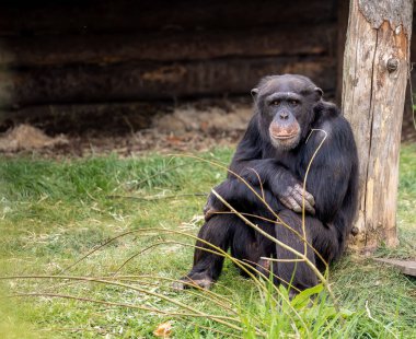 Hayvanat bahçesindeki tahta bir kütüğe yaslanan şirin bir şempanzenin yakın çekimi.