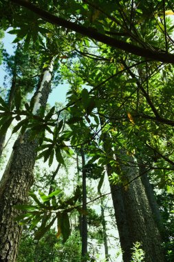 a vertical shot of tree leaves in forest