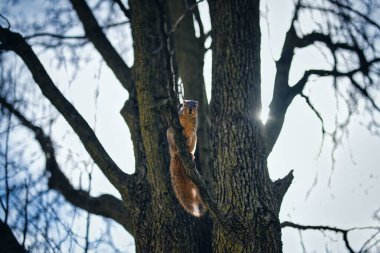 Ormanda güneş ışığına karşı ağaç dalında bir sincabın yakın çekimi.