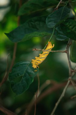 A vertical shot of a African death's head hawkmoth caterpillar on a tree at Reunion Island