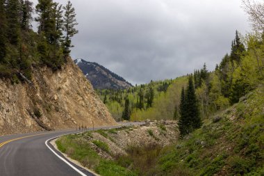 A beautiful shot of an empty road and mountainous area with tall pine trees and overcast gloomy sky