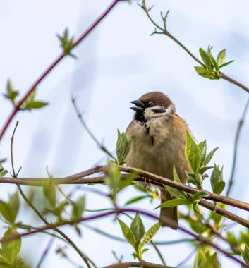 A Eurasian tree sparrow perched on a branch in a blurred background in Moscow