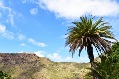 A beautiful palm in front of a rocky cliff under blue cloudy sky in the day