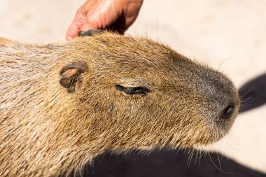 Arizona, ABD 'deki hayvanat bahçesinde bir capybara (hydrochoerus hydrochaeris).