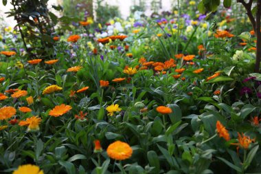 A field of orange calendulas
