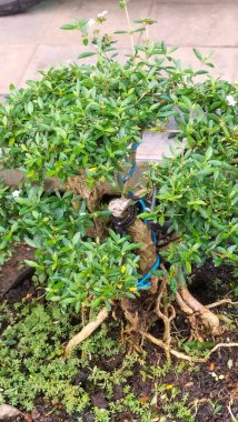 A closeup shot of Thymes and Pilea microphylla plants on the ground and the pavement in the garden