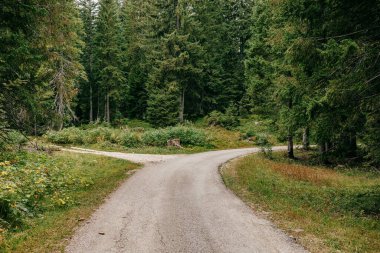 The road passing through the forest with green coniferous trees. Hiking, Montenegro.