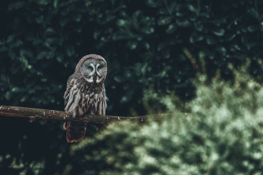 Ormandaki ağaç kütüğüne tünemiş büyük gri bir baykuş.