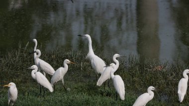 A closeup of a flock of egret birds near a lake