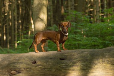 A closeup shot of a wiener dog in the forest on a sunny day